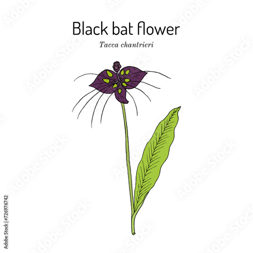 Black bat flower (Tacca chantrieri), medicinal plant photo