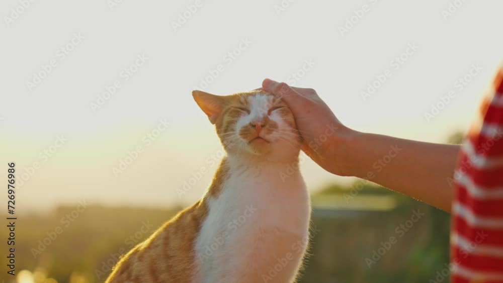 Stunning 4k video of a ginger cat sitting on a fence and enjoying being pet by a girl. There is a beautiful view of sunset (sunrise), with sea, beach, trees, and mountains in the background.