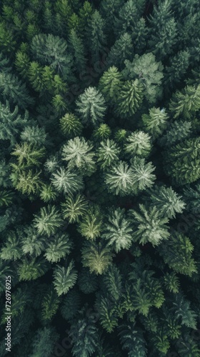 Aerial view of a forest with lots of trees and a plane
