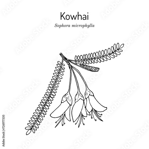 South Island Kowhai (Sophora microphylla), medicinal plant