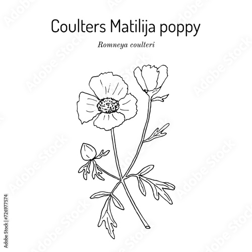 Coulters Matilija poppy (Romneya coulteri), ornamental and medicinal plant photo