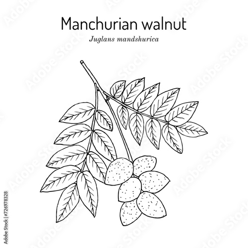 Manchurian walnut, or Tigernut (Juglans mandshurica), edible and medicinal plant photo