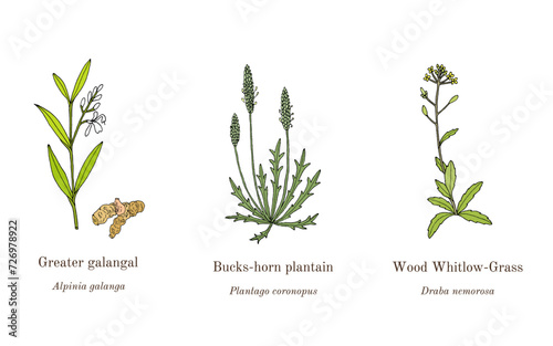 Collection of edible and medicinal plants