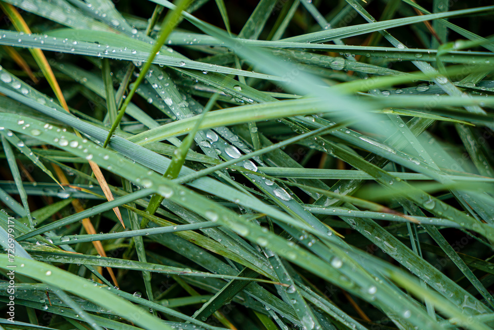green grass with water drops. green grass with water drops.