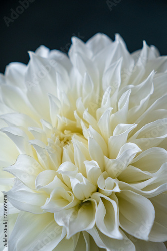white dahlia in the vase © Maksim Shebeko