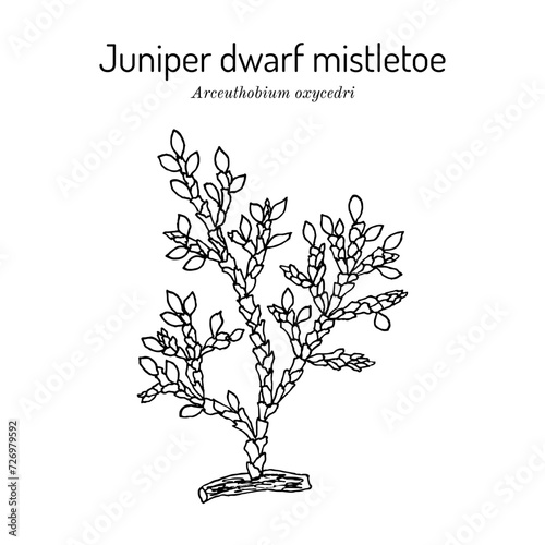 Juniper dwarf mistletoe (Arceuthobium oxycedri), medicinal plant