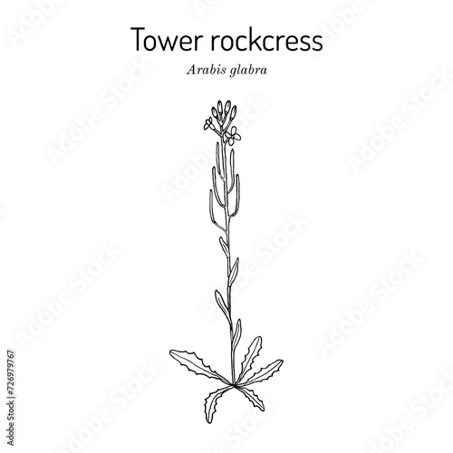 Tower rockcress, or tower mustard (Arabis glabra), medicinal plant photo