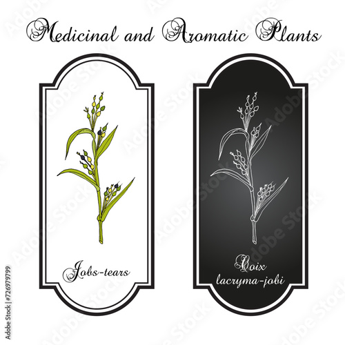 Jobs tears or adlay millet (Coix lacryma-jobi), edible and medicinal plant