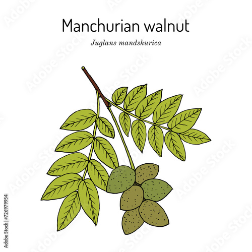 Manchurian walnut, or Tigernut (Juglans mandshurica), edible and medicinal plant photo