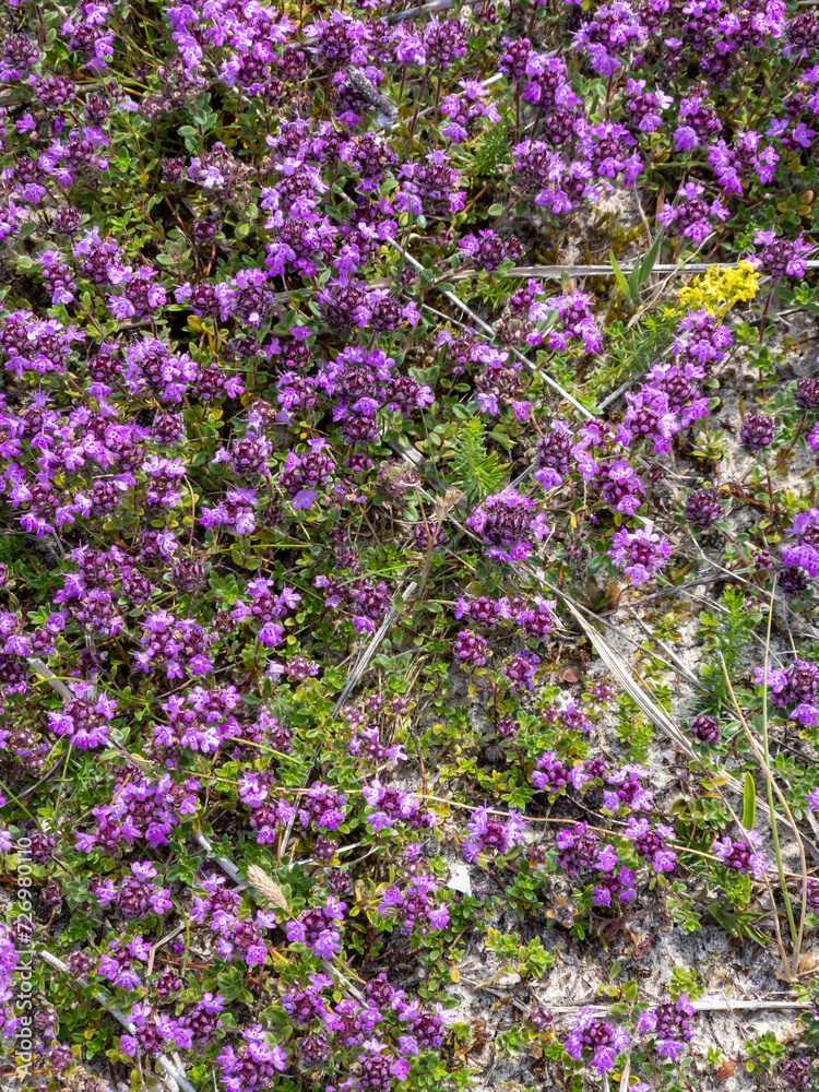 Pink Beauty flowering Heather, Erica , Calluna vulgaris Pink Beauty flowering Heather, Erica , Calluna vulgaris