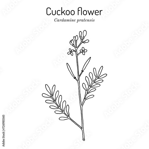 Cuckoo flower, or ladys smock (Cardamine pratensis), medicinal plant