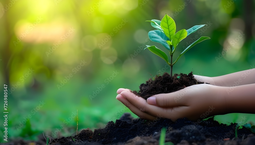 Environment Earth Day In the hands of trees growing seedlings. Bokeh green Background Female hand holding tree on nature field grass Forest conservation concept Environment Earth Day In the hands of trees growing seedlings. Bokeh green Background Female hand holding tree on nature field grass Forest conservation concept