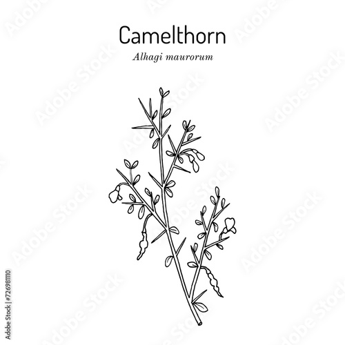 Camelthorn (Alhagi maurorum), medicinal plant