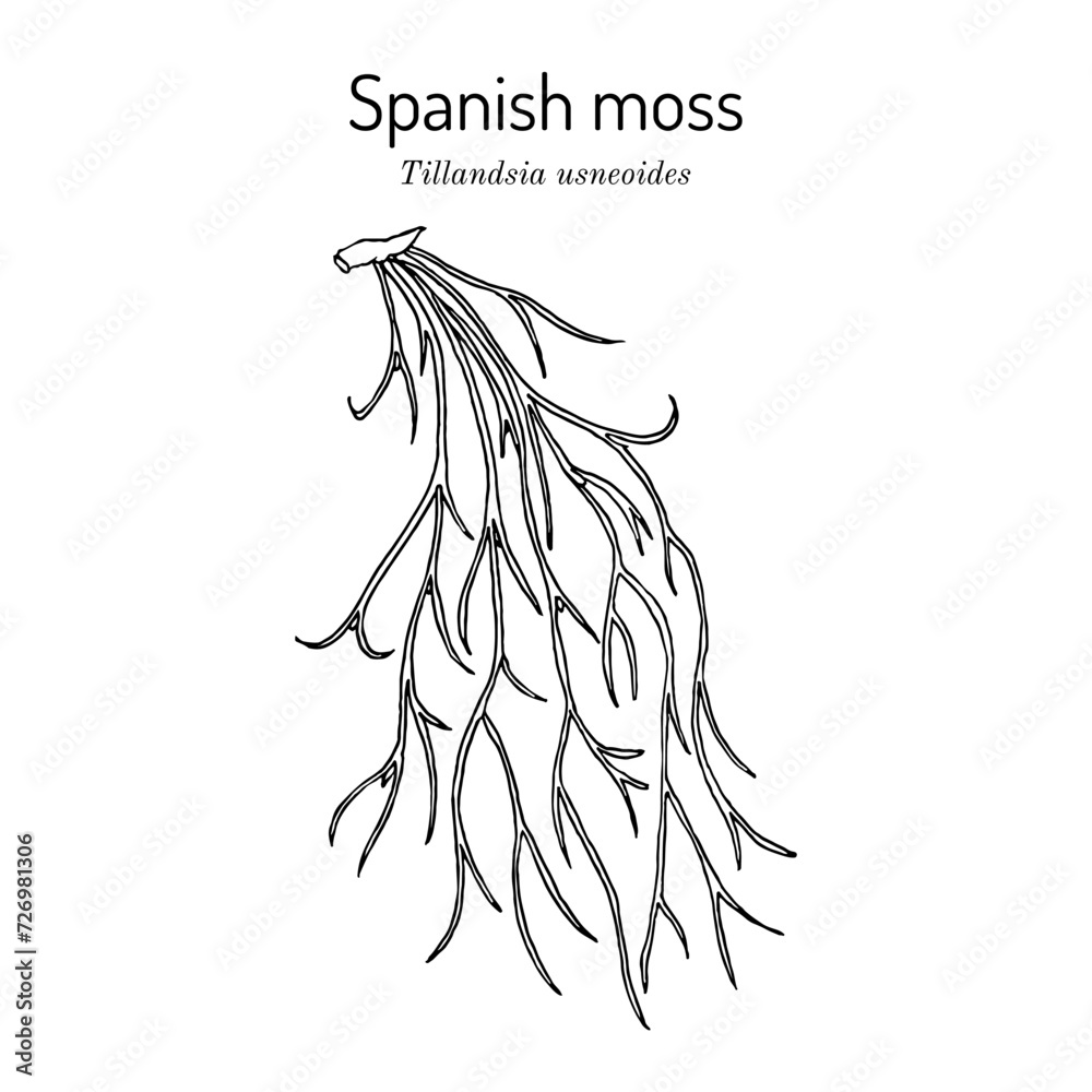 Spanish moss (Tillandsia usneoides), medicinal plant