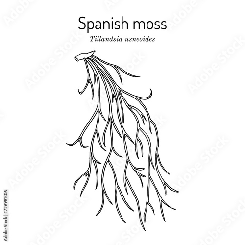 Spanish moss (Tillandsia usneoides), medicinal plant photo