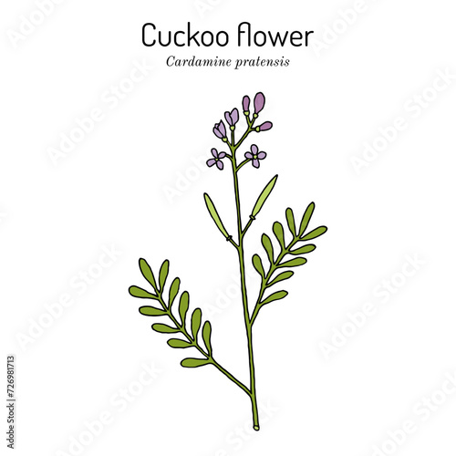 Cuckoo flower, or ladys smock (Cardamine pratensis), medicinal plant