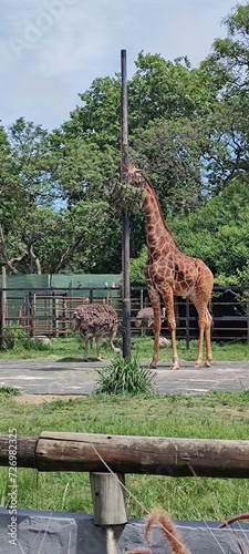 Jirafa zoológico Buenos Aires