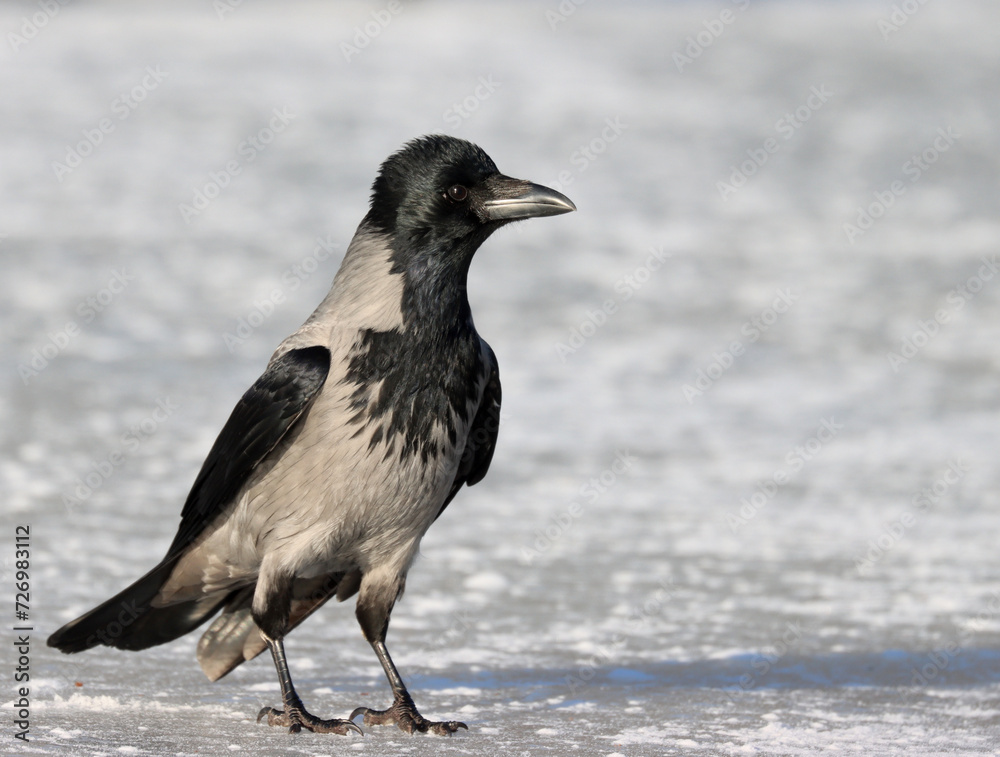 Hooded crow Hooded crow