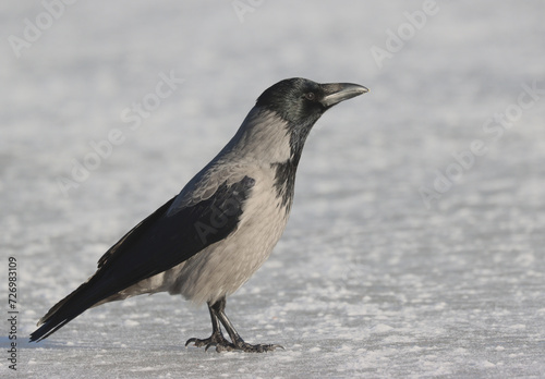 Hooded crow © John Sandoy