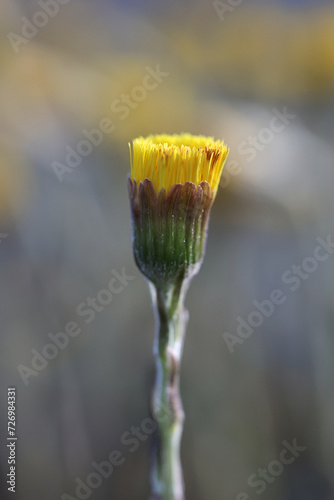 Coltsfoot, Tussilago farfara, also known as cough-wort, wild medicinal spring flower from Finland