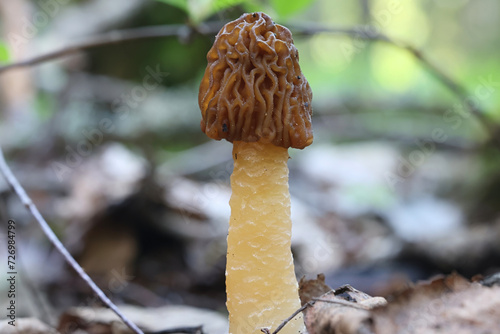 Early false morel, Verpa bohemica, also known as the early morel,  or the wrinkled thimble-cap, wild edible mushroom from Finland photo