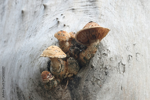 Hemipholiota populnea, also known as Pholiota populnea, a scalycap mushrooms from Finland, no common English name photo