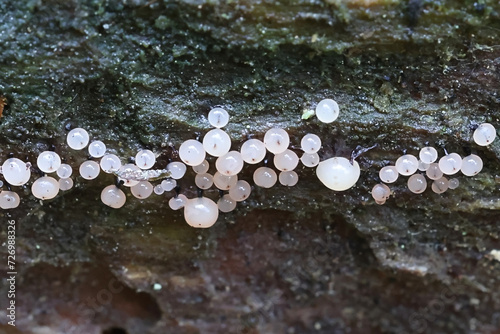 Enerthenema papillatum, a slime mold from Finland, no common English name