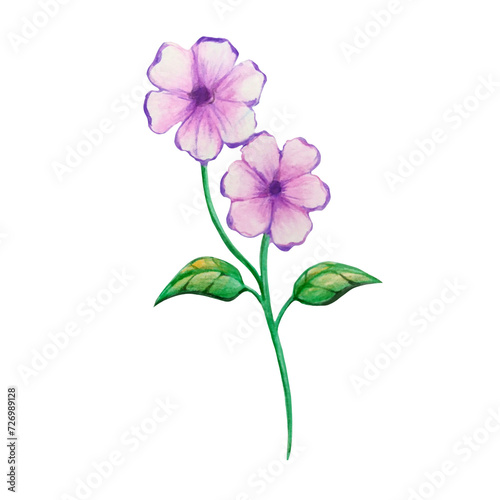Purple and pink flower 
