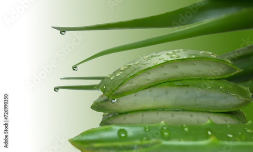 Fresh organic green Aloe vera leaves and slices, leaf with water drops, in green background, contains moisture, moisturizing concept
