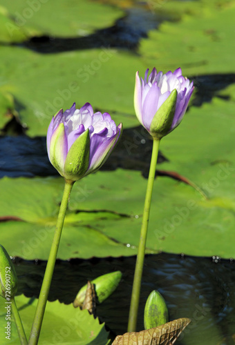 Purple water lily lotus flowers in a pond water garden