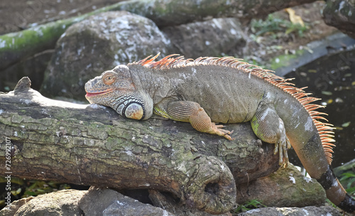 A closeup picture of a colourful Iguana laying