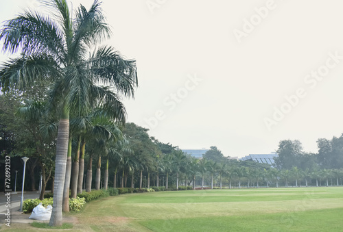 A closeup Picture of a beautiful green grass ground used to play cricket in India, with large palm trees