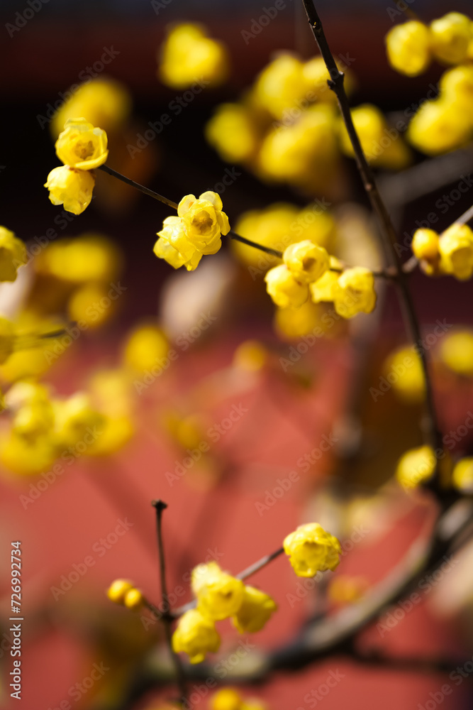 Chinese Ancient Architecture and Winter Plum Blossoms Chinese Ancient Architecture and Winter Plum Blossoms