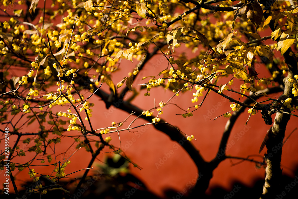 Chinese Ancient Architecture and Winter Plum Blossoms Chinese Ancient Architecture and Winter Plum Blossoms