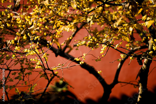 Chinese Ancient Architecture and Winter Plum Blossoms