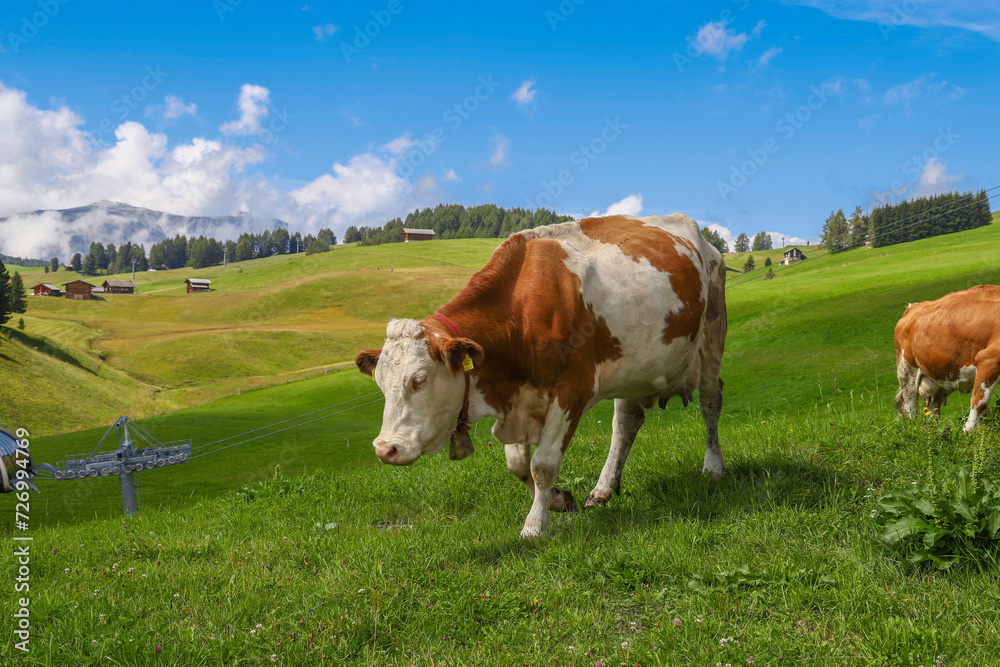 Grazing cow in Alpe di Siusi, Seiser Alm, Dolomites, Trentino Alto-Adige, Sudtirol, Italy