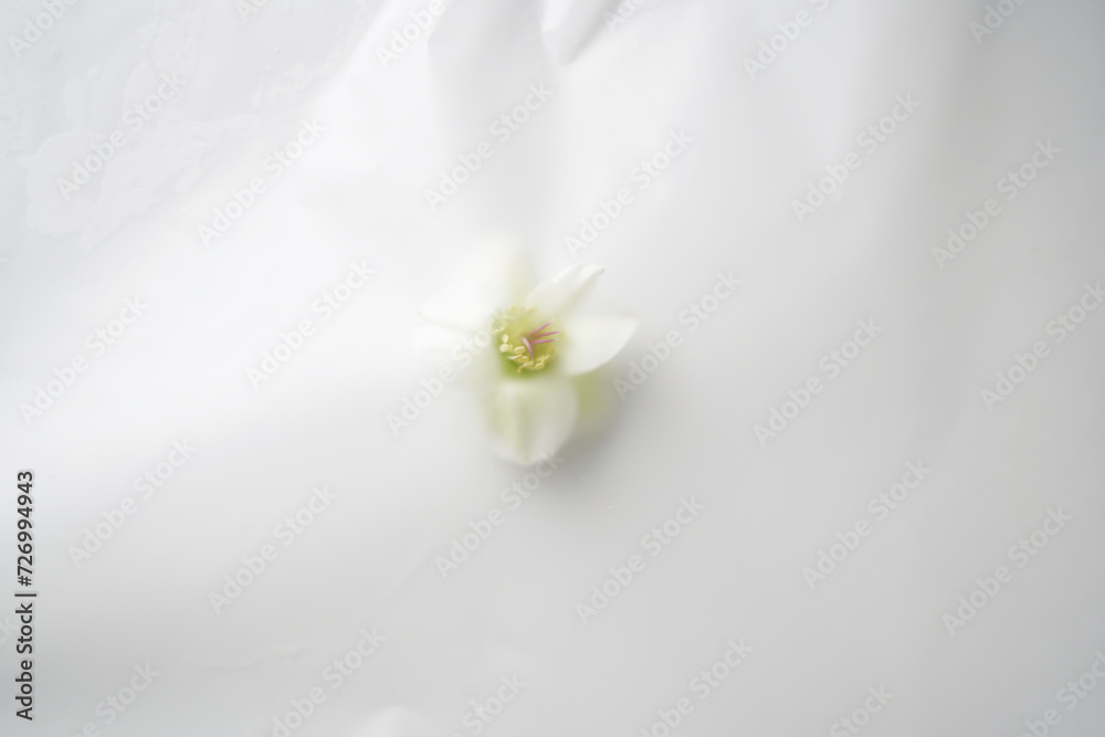 Obraz premium Close-up of a beautiful white flower on a light background in a blur filter