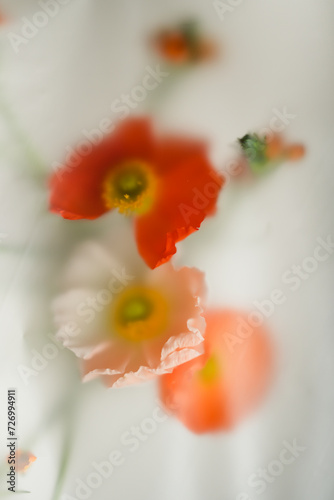 Papaver pink flowers, close-up on a light background in a soft blur filter. Abstract background with flowers