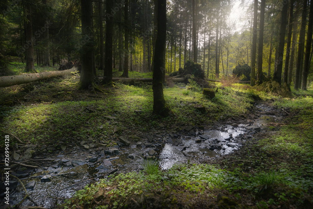 Obraz premium Eifelwald