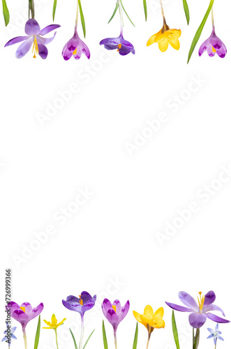  floral layout from purple and yellow crocus isolated on a white background. Top view and copy space