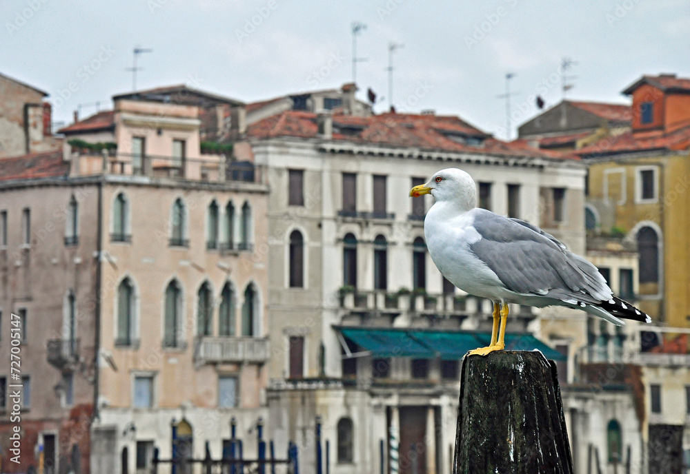 Ruhende Möwe am Canale Grande in Venedig, Italien Ruhende Möwe am Canale Grande in Venedig, Italien