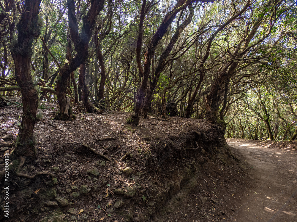 Laurel forest in Anaga Rural Park on Tenerife Laurel forest in Anaga Rural Park on Tenerife