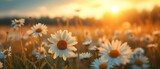 An image of a daisy field lovely image of the natural world including a daisy in bloom at dusk, Generative AI.