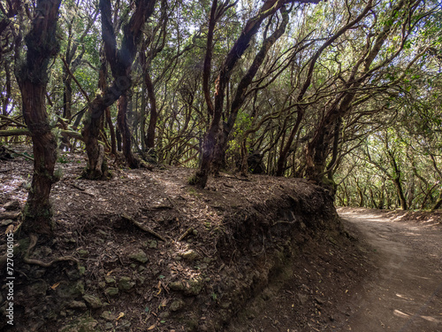 Laurel forest in Anaga Rural Park on Tenerife