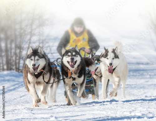 Traditional Kamchatka Dog Sledge Race Elizovsky sprint