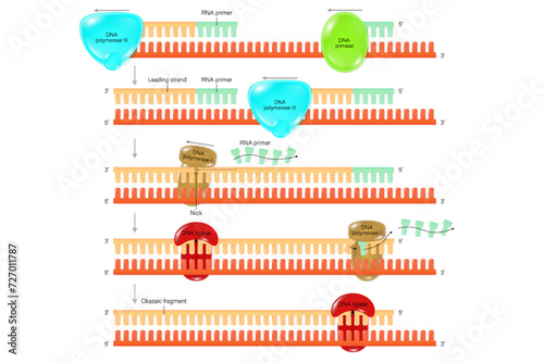 Step of DNA replication vector. Synthesis of lagging strand during DNA replication. Okazaki fragment.