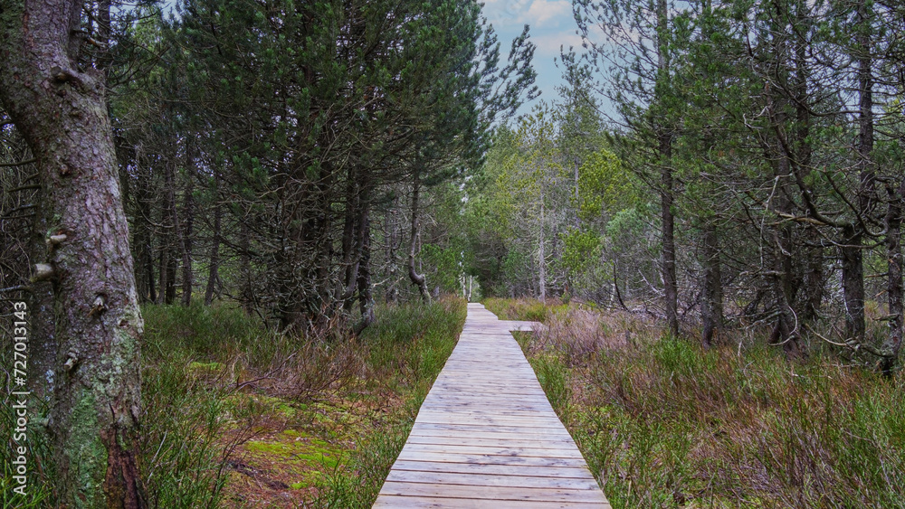 Fototapeta premium Footpath in the woods