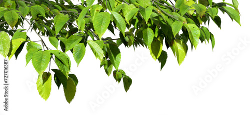 Nature tree branches leafy on transparent backgrounds 3d rendering png