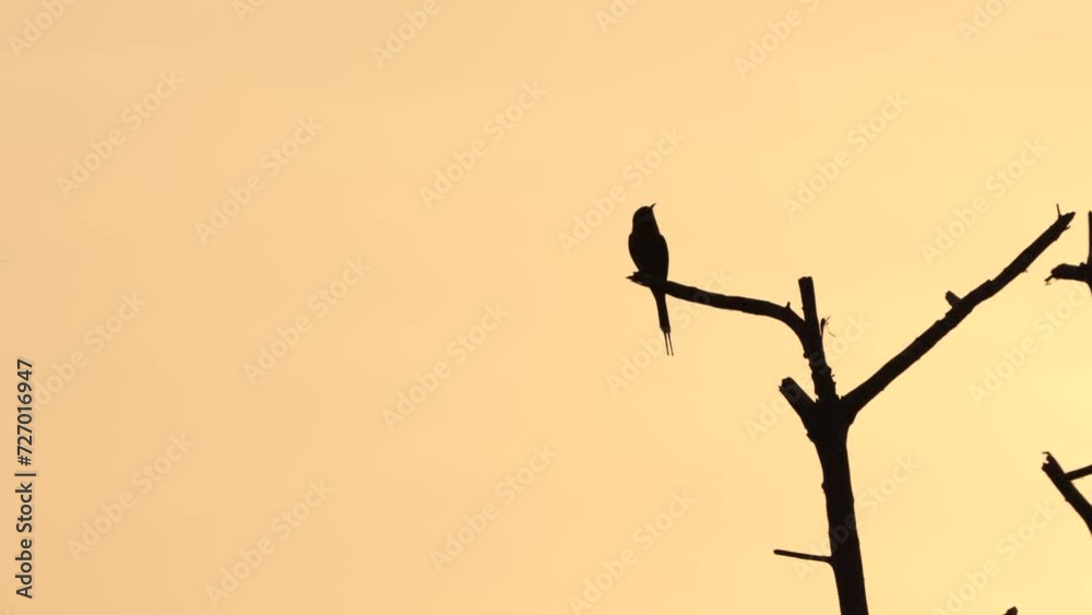 silhouette of bee eater bird on sunset time