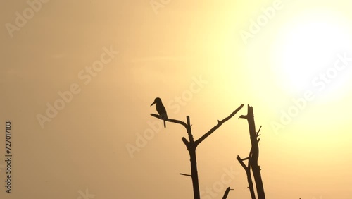 Kingfisher Bird silhouette  , golden background photo